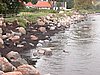 Falsterbo 2007 (211).JPG