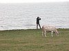 Falsterbo 2007 (253).JPG