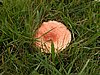 Falsterbo 2007 (443).JPG