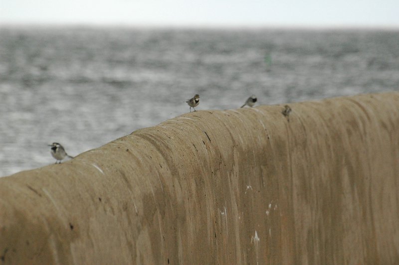 Zweden Falsterbo 2007 117.jpg