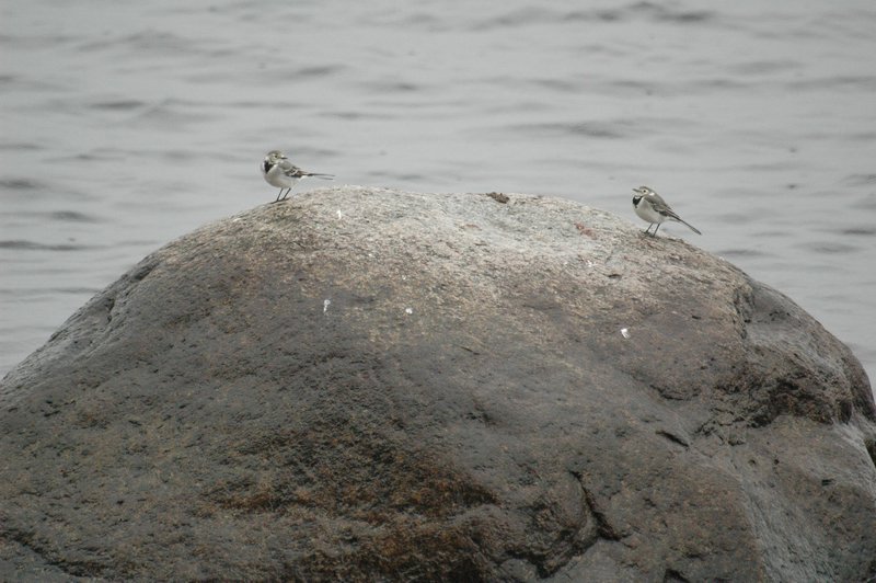 Zweden Falsterbo 2007 128.jpg