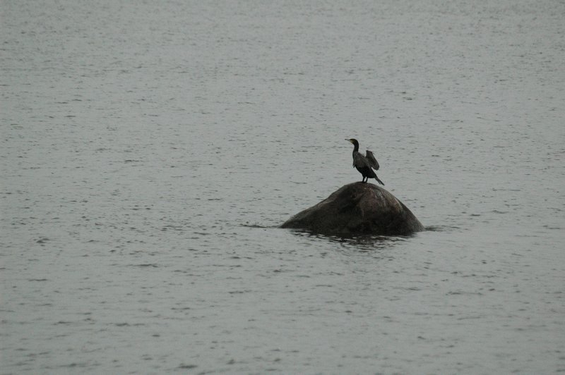 Zweden Falsterbo 2007 130.jpg