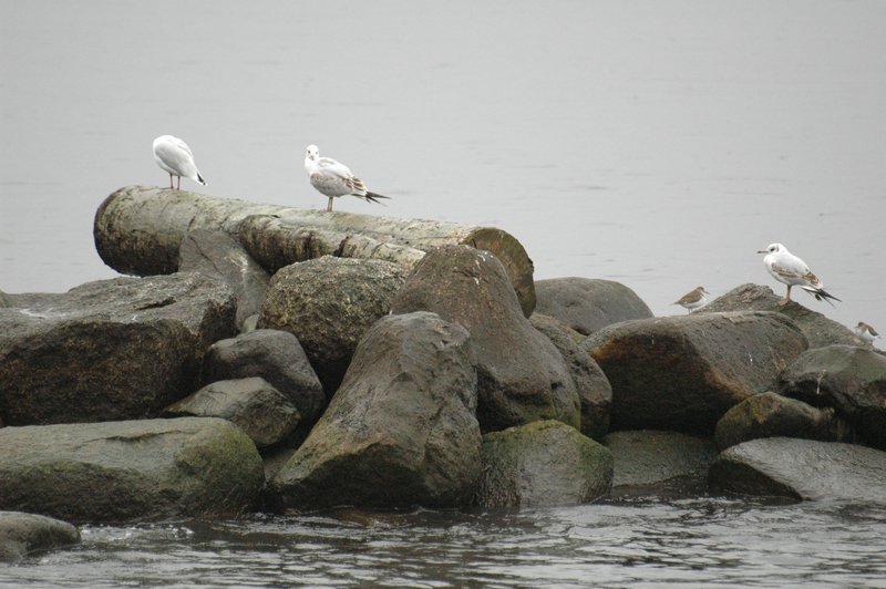 Zweden Falsterbo 2007 134.jpg