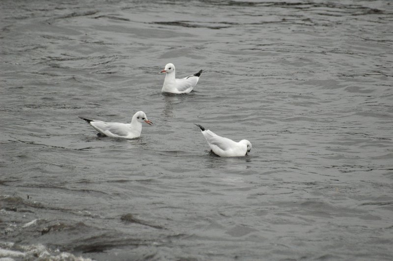 Zweden Falsterbo 2007 137.jpg