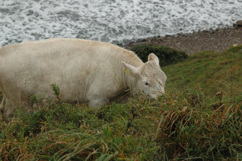 Zweden Falsterbo 2007 166.jpg