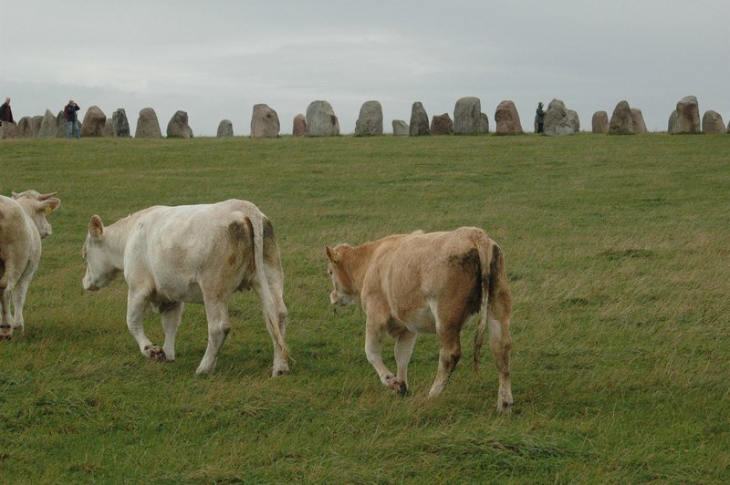 Zweden Falsterbo 2007 168.jpg