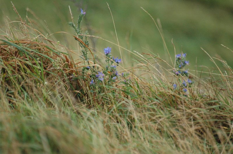 Zweden Falsterbo 2007 171.jpg