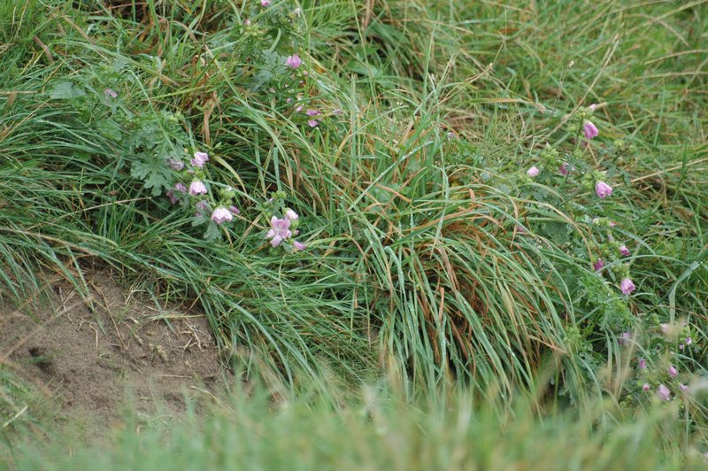 Zweden Falsterbo 2007 172.jpg