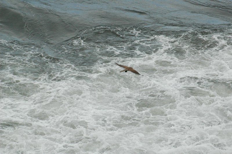 Zweden Falsterbo 2007 180.jpg