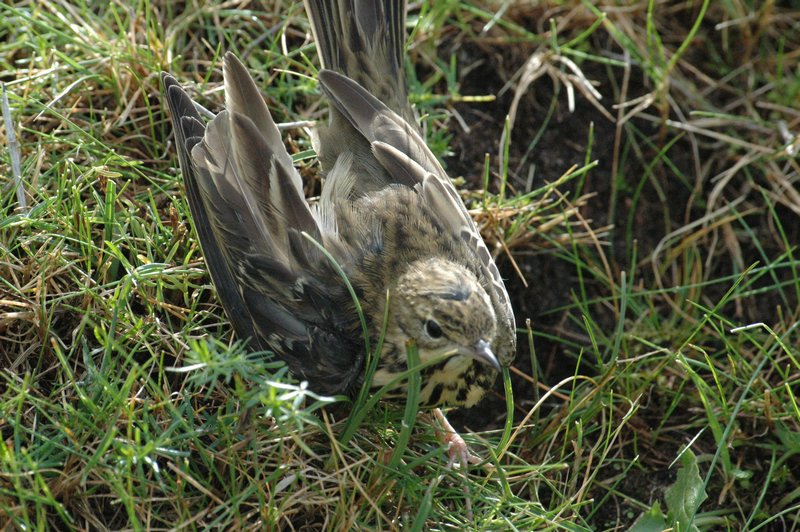 Zweden Falsterbo 2007 188.jpg