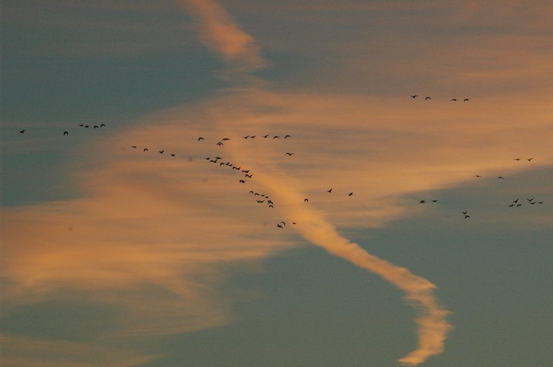 Zweden Falsterbo 2007 205.jpg