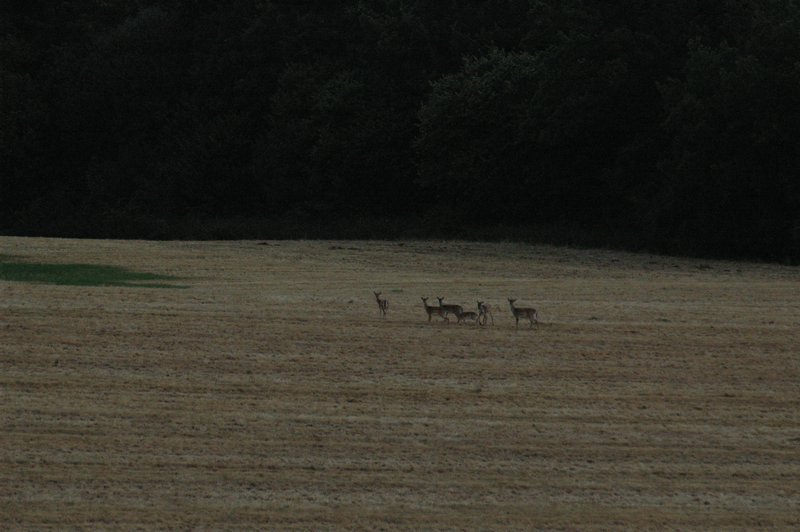 Zweden Falsterbo 2007 206.jpg