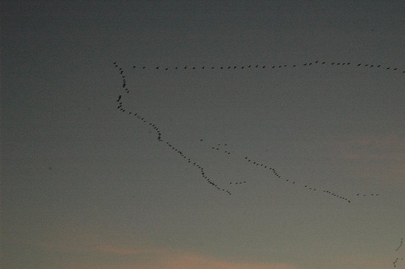 Zweden Falsterbo 2007 210.jpg