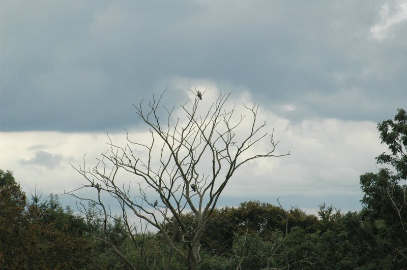 Zweden Falsterbo 2007 213.jpg