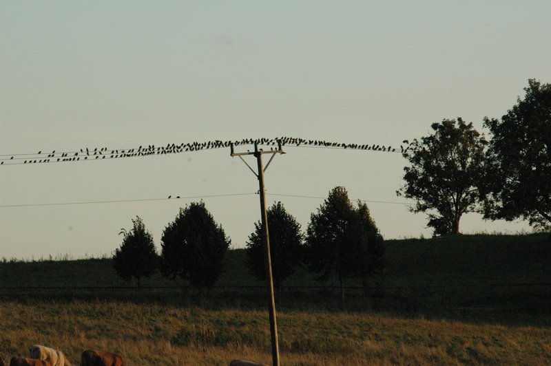 Zweden Falsterbo 2007 226.jpg