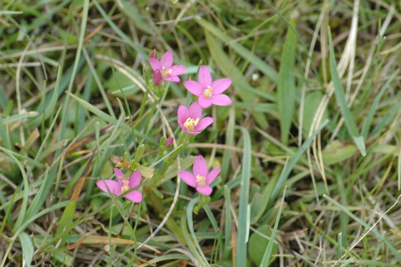 Zweden Falsterbo 2007 248.jpg