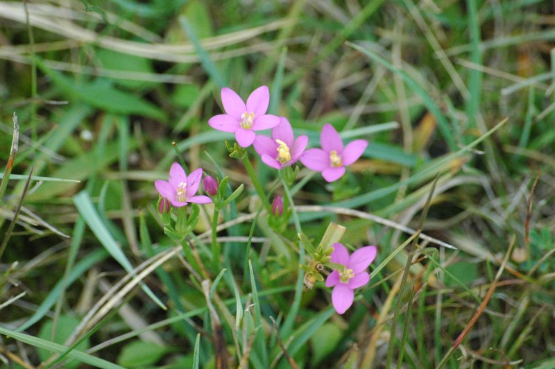 Zweden Falsterbo 2007 249.jpg