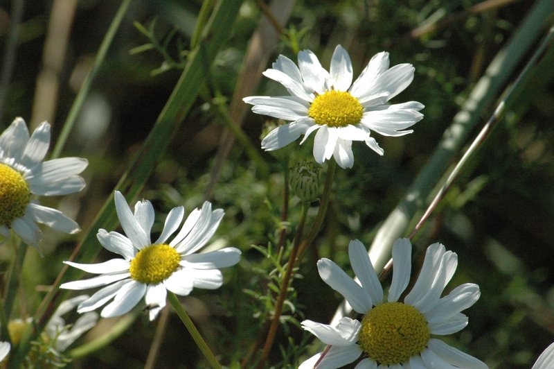 Zweden Falsterbo 2007 315.jpg