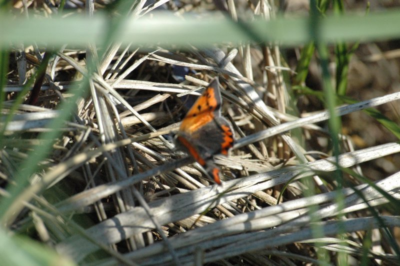 Zweden Falsterbo 2007 333.jpg