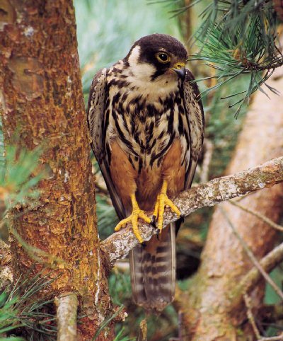 Boomvalk (Falco Subbuteo)