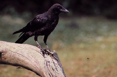 Kraai (Corvus Corone)