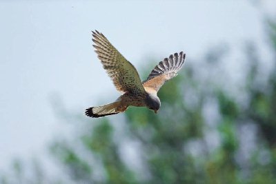 Torenvalk (Falco Tinnunculus)